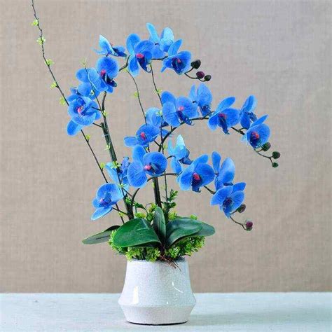hoa lan hồ điệp màu xanh